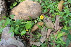 Asteraceae
