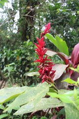 Alpinia purpurata