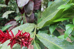 Alpinia purpurata