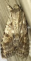 Lithophane patefacta
