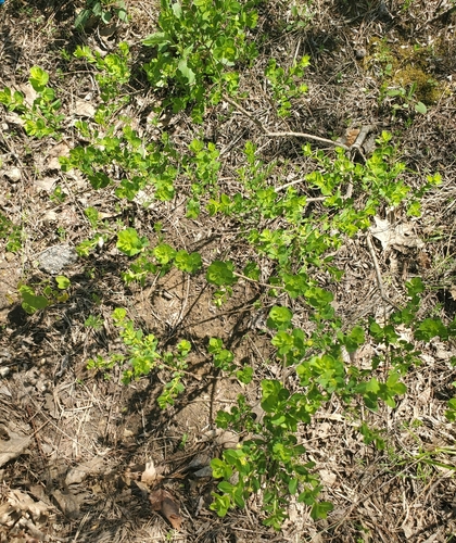 Maidenbush (Phyllanthopsis phyllanthoides)
