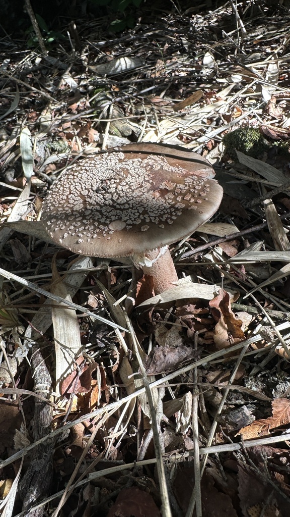 Amanita rubescens · April 2026 · photo: © nitsuga74 (iNaturalist, cc-by)