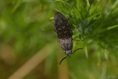 Actenicerus siaelandicus