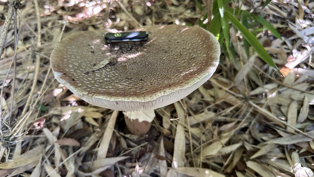 Amanita rubescens · April 2026 · photo: © nitsuga74 (iNaturalist, cc-by)