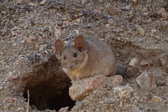 Abrocoma bennettii