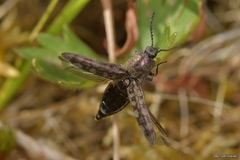 Actenicerus siaelandicus