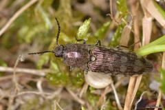 Actenicerus siaelandicus