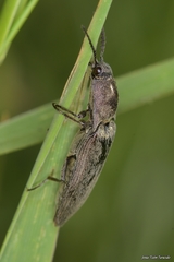 Actenicerus siaelandicus