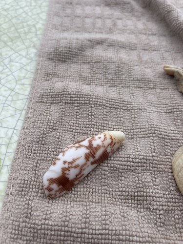 Conus striatus observed 2026-04-08