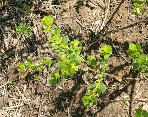 Phyllanthopsis phyllanthoides, photograph 6