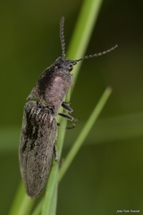 Actenicerus siaelandicus