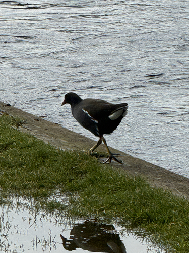 iNaturalist: (c) almightybeak, some rights reserved (CC BY-NC) iNaturalist image