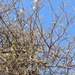 Acacia hamulosa