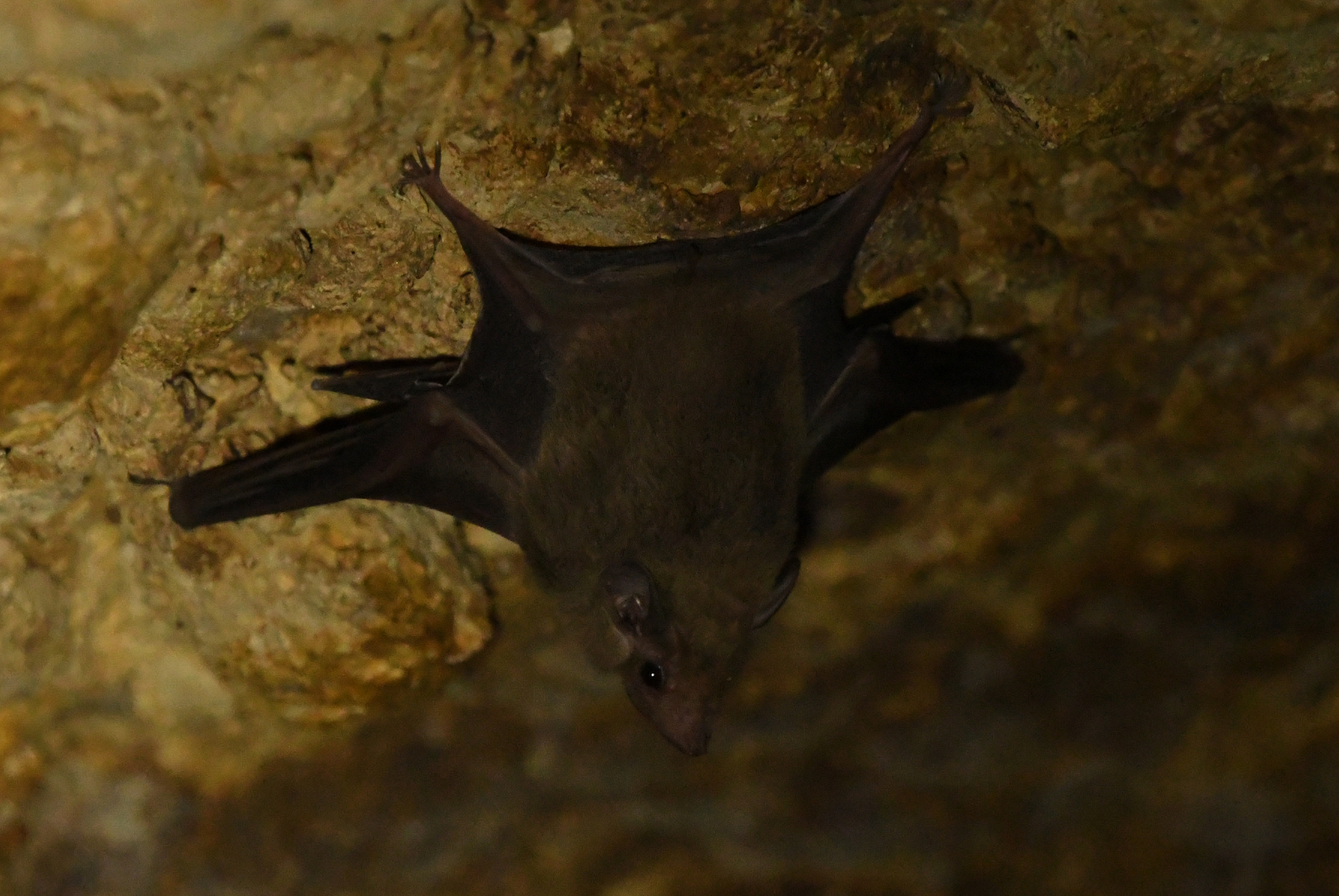 Arabian Sheath-Tailed Bat photo 6