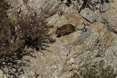 Octodon degus