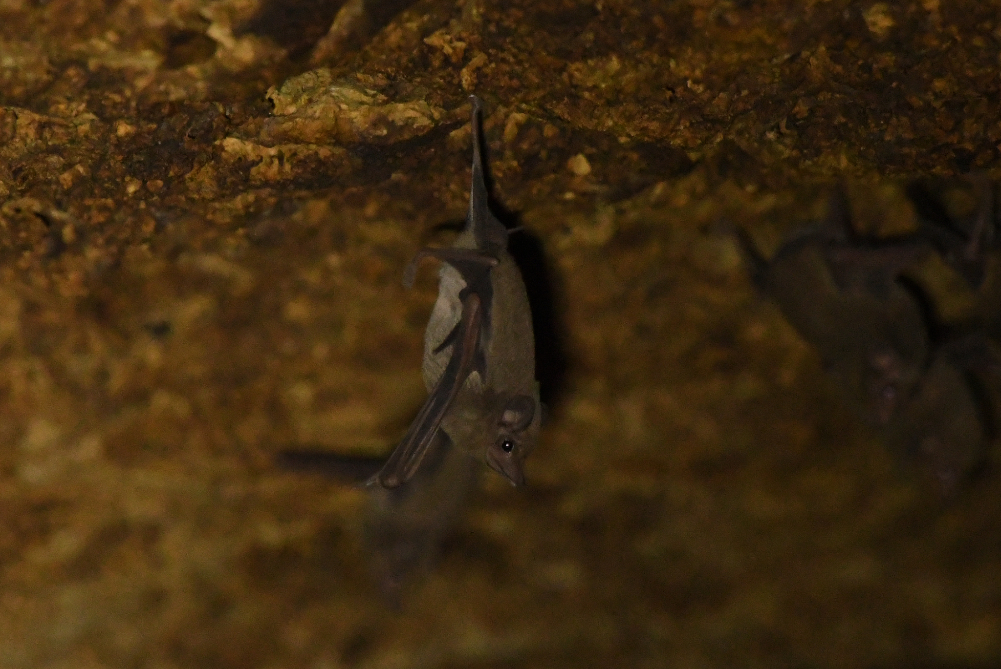 Arabian Sheath-Tailed Bat photo 5