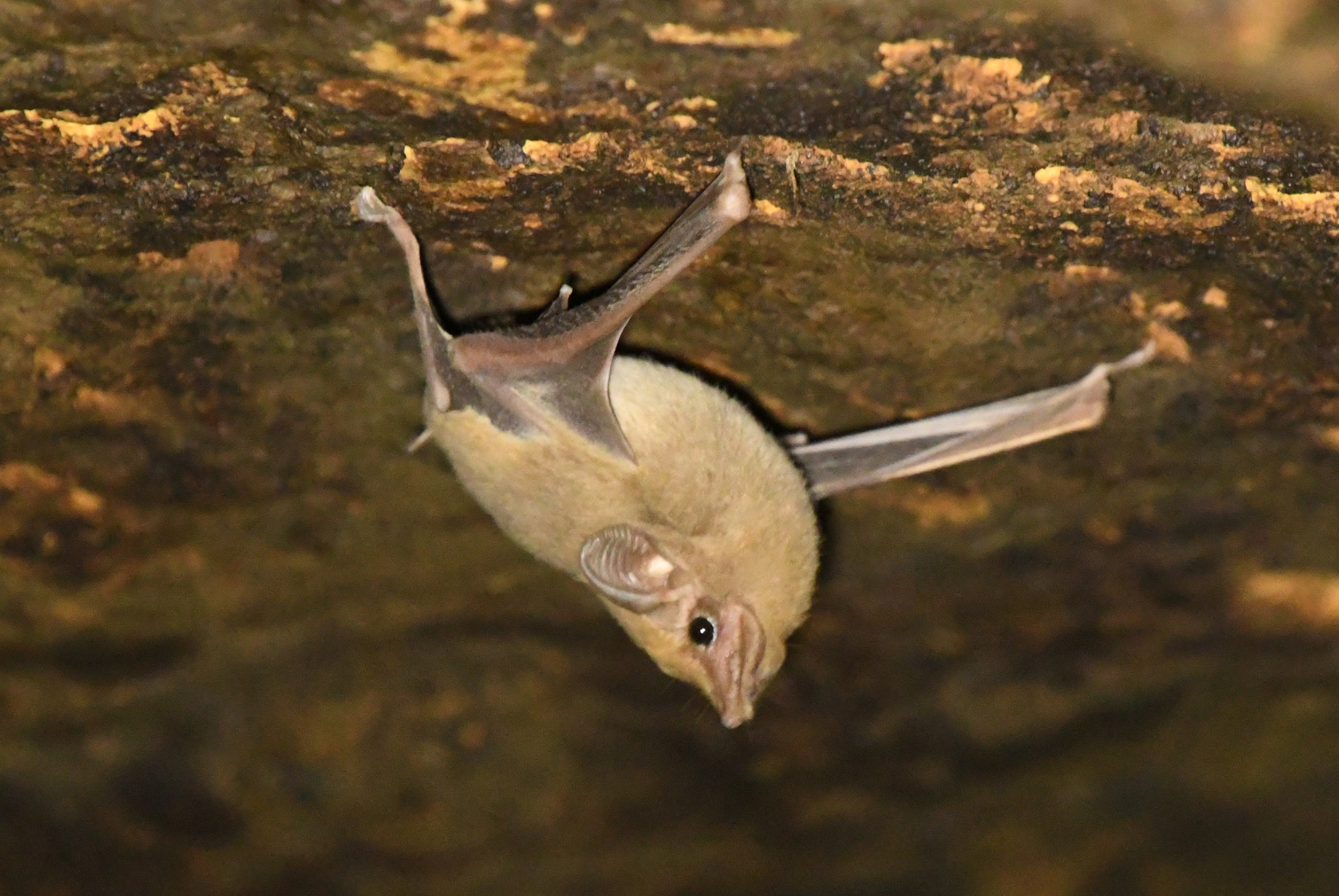 Arabian Sheath-Tailed Bat photo 7