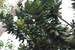 Magnoliopsida