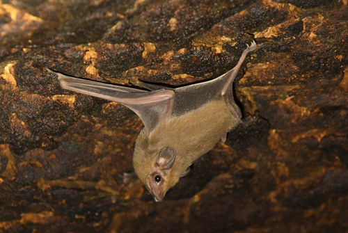 Arabian Sheath-tailed Bat