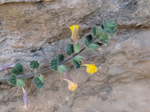 Pathar chhati (Lindenbergia indica)
