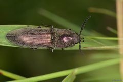 Actenicerus siaelandicus