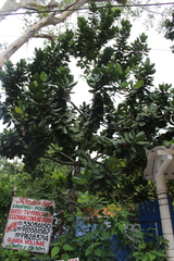 Magnoliopsida