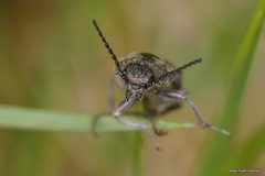 Actenicerus siaelandicus