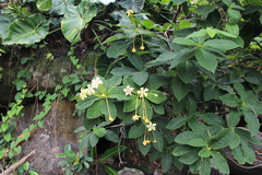 Tocoyena bullata