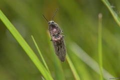 Actenicerus siaelandicus