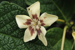 Tocoyena bullata