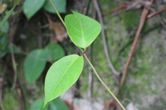Angiospermae