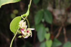 Angiospermae