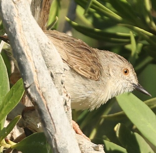 Graceful Prinia