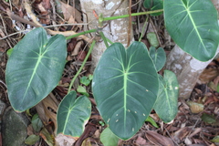 Philodendron cordatum