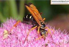 Parabatozonus lacerticida