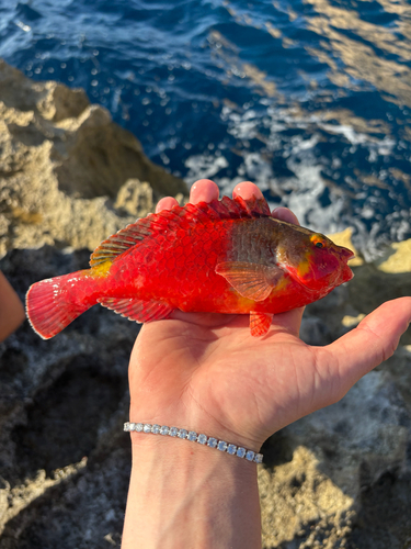 Sparisoma cretense