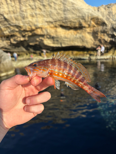 Serranus cabrilla