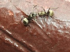 Polyrhachis wolfi