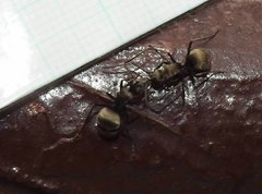 Polyrhachis wolfi