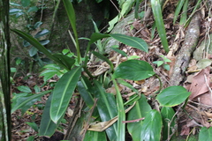 Philodendron