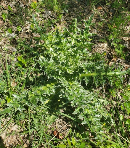 musk thistle (Carduus nutans)