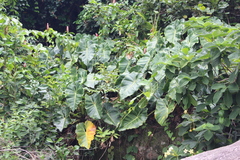 Philodendron cordatum