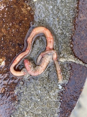 Euclymeninae
