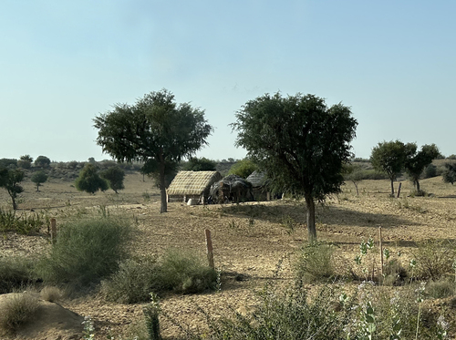 Indian mesquite