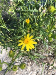 Senecio lemmonii