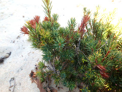 Brachyloma ericoides