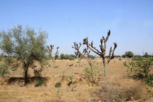 Indian mesquite