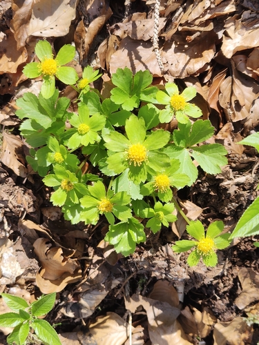 Dwarf Masterwort (Sanicula epipactis)