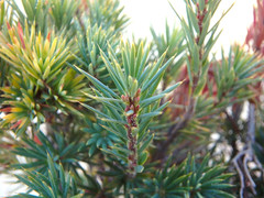 Brachyloma ericoides