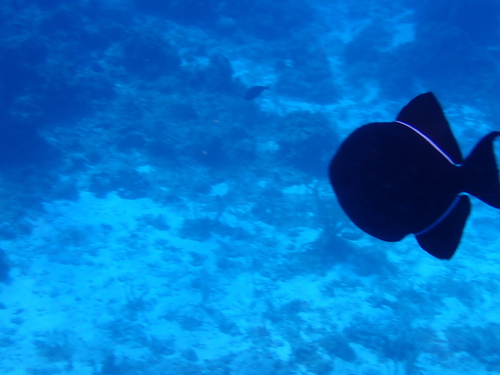 Melichthys niger